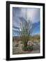 USA, California. Blooming Ocotillo in desert landscape, Anza-Borrego Desert State Park-Judith Zimmerman-Framed Photographic Print