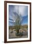 USA, California. Blooming Ocotillo in desert landscape, Anza-Borrego Desert State Park-Judith Zimmerman-Framed Photographic Print