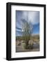 USA, California. Blooming Ocotillo in desert landscape, Anza-Borrego Desert State Park-Judith Zimmerman-Framed Photographic Print