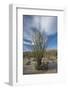 USA, California. Blooming Ocotillo in desert landscape, Anza-Borrego Desert State Park-Judith Zimmerman-Framed Photographic Print