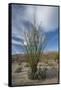 USA, California. Blooming Ocotillo in desert landscape, Anza-Borrego Desert State Park-Judith Zimmerman-Framed Stretched Canvas