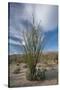 USA, California. Blooming Ocotillo in desert landscape, Anza-Borrego Desert State Park-Judith Zimmerman-Stretched Canvas