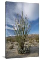 USA, California. Blooming Ocotillo in desert landscape, Anza-Borrego Desert State Park-Judith Zimmerman-Stretched Canvas
