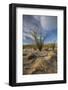 USA, California. Blooming Ocotillo in desert landscape in Anza-Borrego Desert State Park-Judith Zimmerman-Framed Photographic Print