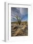 USA, California. Blooming Ocotillo in desert landscape in Anza-Borrego Desert State Park-Judith Zimmerman-Framed Photographic Print