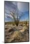 USA, California. Blooming Ocotillo in desert landscape in Anza-Borrego Desert State Park-Judith Zimmerman-Mounted Photographic Print