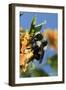 USA, California. Bumble bee feeding on flower.-Jaynes Gallery-Framed Photographic Print