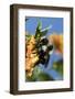 USA, California. Bumble bee feeding on flower.-Jaynes Gallery-Framed Photographic Print