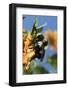 USA, California. Bumble bee feeding on flower.-Jaynes Gallery-Framed Photographic Print