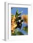 USA, California. Bumble bee feeding on flower.-Jaynes Gallery-Framed Photographic Print