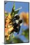 USA, California. Bumble bee feeding on flower.-Jaynes Gallery-Mounted Photographic Print