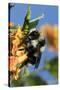 USA, California. Bumble bee feeding on flower.-Jaynes Gallery-Stretched Canvas