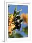 USA, California. Bumble bee feeding on flower.-Jaynes Gallery-Framed Premium Photographic Print