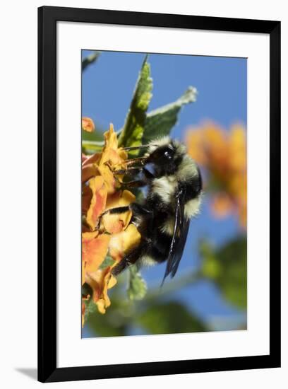 USA, California. Bumble bee feeding on flower.-Jaynes Gallery-Framed Premium Photographic Print