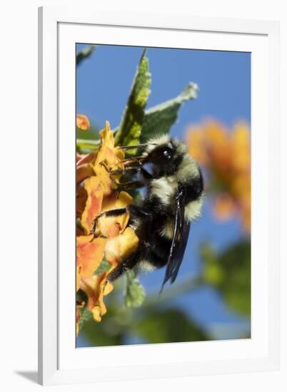 USA, California. Bumble bee feeding on flower.-Jaynes Gallery-Framed Photographic Print