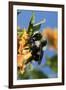 USA, California. Bumble bee feeding on flower.-Jaynes Gallery-Framed Photographic Print