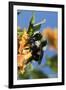 USA, California. Bumble bee feeding on flower.-Jaynes Gallery-Framed Photographic Print