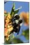 USA, California. Bumble bee feeding on flower.-Jaynes Gallery-Mounted Photographic Print