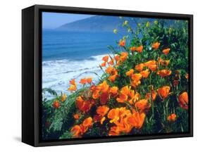 USA, California, California Poppies Along the Pacific Coast-Jaynes Gallery-Framed Stretched Canvas