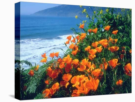 USA, California, California Poppies Along the Pacific Coast-Jaynes Gallery-Stretched Canvas