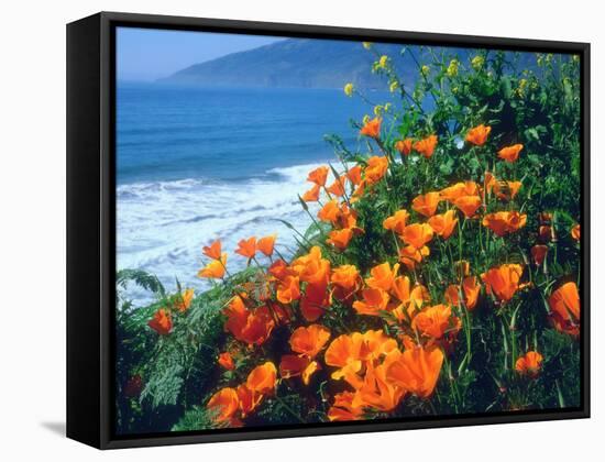 USA, California, California Poppies Along the Pacific Coast-Jaynes Gallery-Framed Stretched Canvas