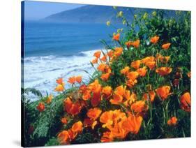 USA, California, California Poppies Along the Pacific Coast-Jaynes Gallery-Stretched Canvas