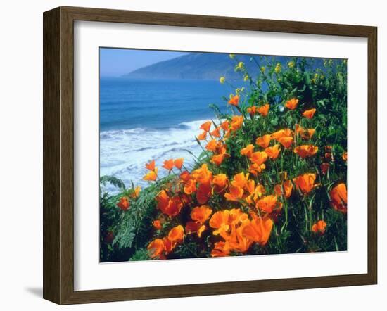 USA, California, California Poppies Along the Pacific Coast-Jaynes Gallery-Framed Premium Photographic Print