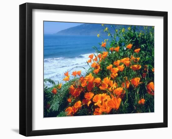 USA, California, California Poppies Along the Pacific Coast-Jaynes Gallery-Framed Premium Photographic Print