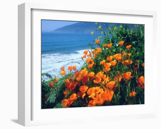 USA, California, California Poppies Along the Pacific Coast-Jaynes Gallery-Framed Premium Photographic Print