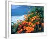 USA, California, California Poppies Along the Pacific Coast-Jaynes Gallery-Framed Premium Photographic Print