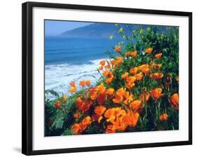 USA, California, California Poppies Along the Pacific Coast-Jaynes Gallery-Framed Premium Photographic Print