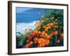 USA, California, California Poppies Along the Pacific Coast-Jaynes Gallery-Framed Premium Photographic Print