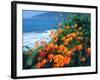 USA, California, California Poppies Along the Pacific Coast-Jaynes Gallery-Framed Premium Photographic Print