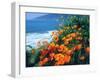 USA, California, California Poppies Along the Pacific Coast-Jaynes Gallery-Framed Photographic Print