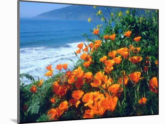 USA, California, California Poppies Along the Pacific Coast-Jaynes Gallery-Mounted Photographic Print