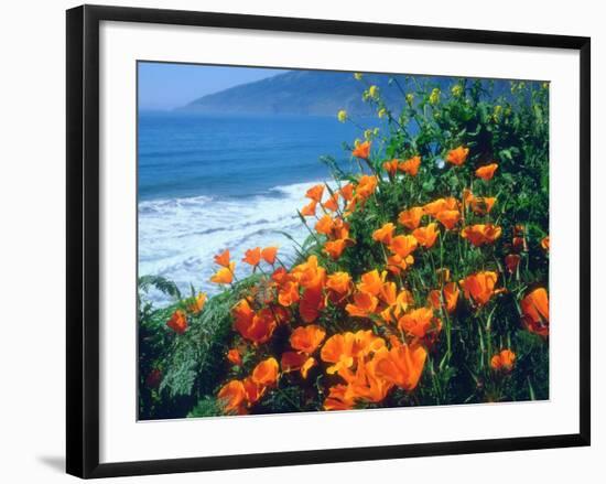 USA, California, California Poppies Along the Pacific Coast-Jaynes Gallery-Framed Photographic Print