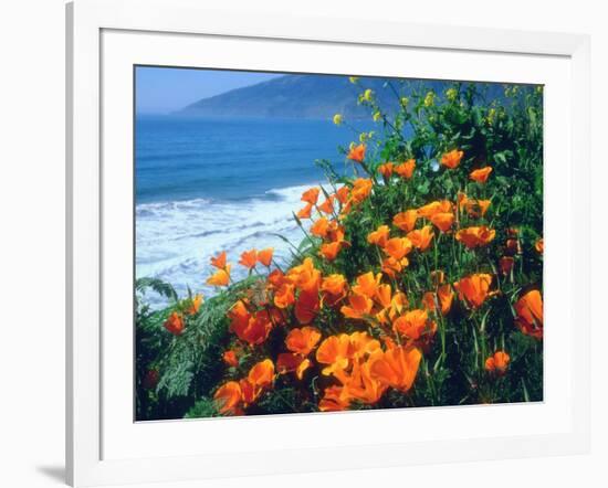 USA, California, California Poppies Along the Pacific Coast-Jaynes Gallery-Framed Photographic Print