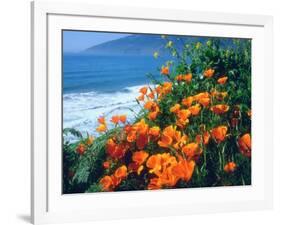 USA, California, California Poppies Along the Pacific Coast-Jaynes Gallery-Framed Photographic Print