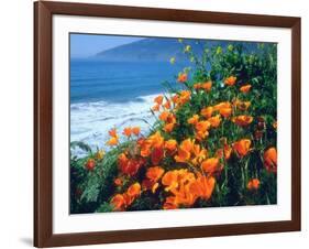 USA, California, California Poppies Along the Pacific Coast-Jaynes Gallery-Framed Photographic Print