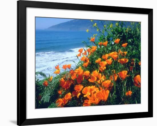 USA, California, California Poppies Along the Pacific Coast-Jaynes Gallery-Framed Photographic Print