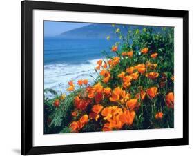 USA, California, California Poppies Along the Pacific Coast-Jaynes Gallery-Framed Photographic Print