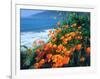 USA, California, California Poppies Along the Pacific Coast-Jaynes Gallery-Framed Photographic Print