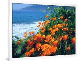 USA, California, California Poppies Along the Pacific Coast-Jaynes Gallery-Framed Photographic Print