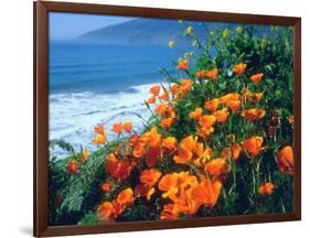 USA, California, California Poppies Along the Pacific Coast-Jaynes Gallery-Framed Photographic Print