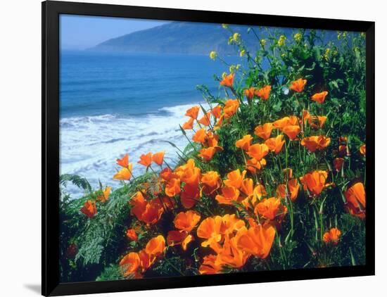 USA, California, California Poppies Along the Pacific Coast-Jaynes Gallery-Framed Photographic Print