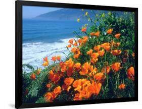 USA, California, California Poppies Along the Pacific Coast-Jaynes Gallery-Framed Photographic Print