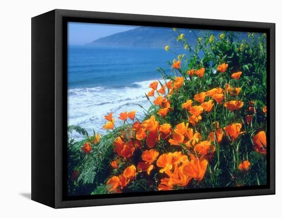 USA, California, California Poppies Along the Pacific Coast-Jaynes Gallery-Framed Stretched Canvas
