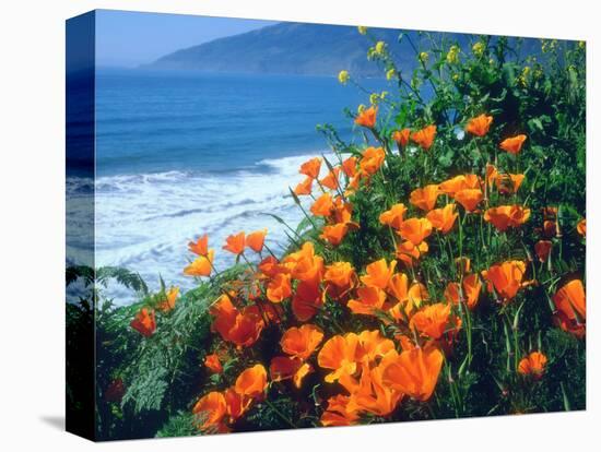 USA, California, California Poppies Along the Pacific Coast-Jaynes Gallery-Stretched Canvas