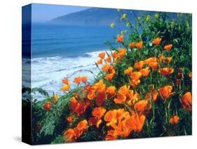 USA, California, California Poppies Along the Pacific Coast-Jaynes Gallery-Stretched Canvas