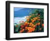 USA, California, California Poppies Along the Pacific Coast-Jaynes Gallery-Framed Photographic Print